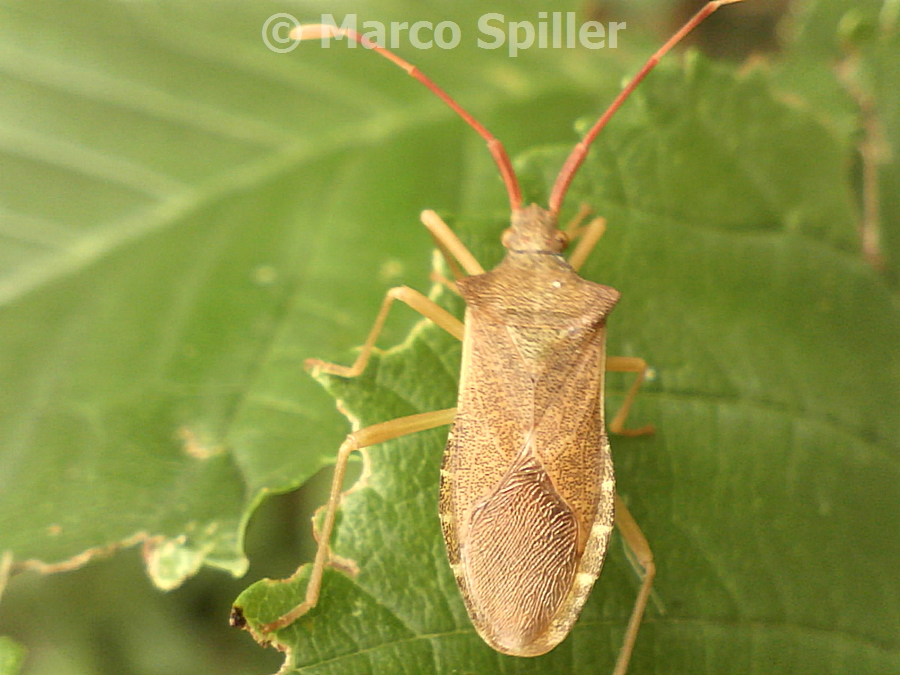 Coreidae: Gonocerus acuteangulatus